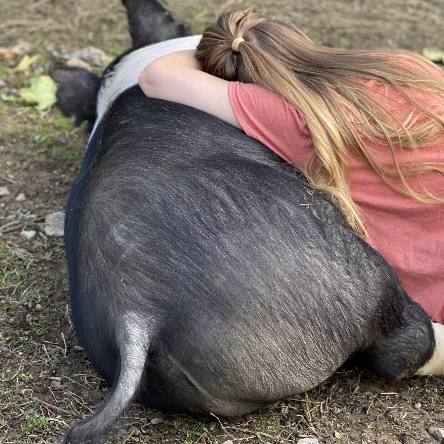 hog_haven